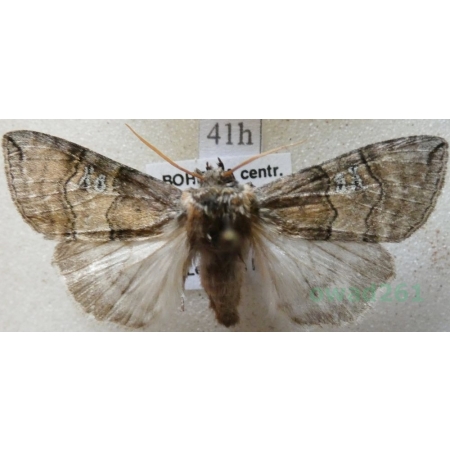 Tethea ocularis (Linnaeus, 1767) Falica oczenica Czech41h